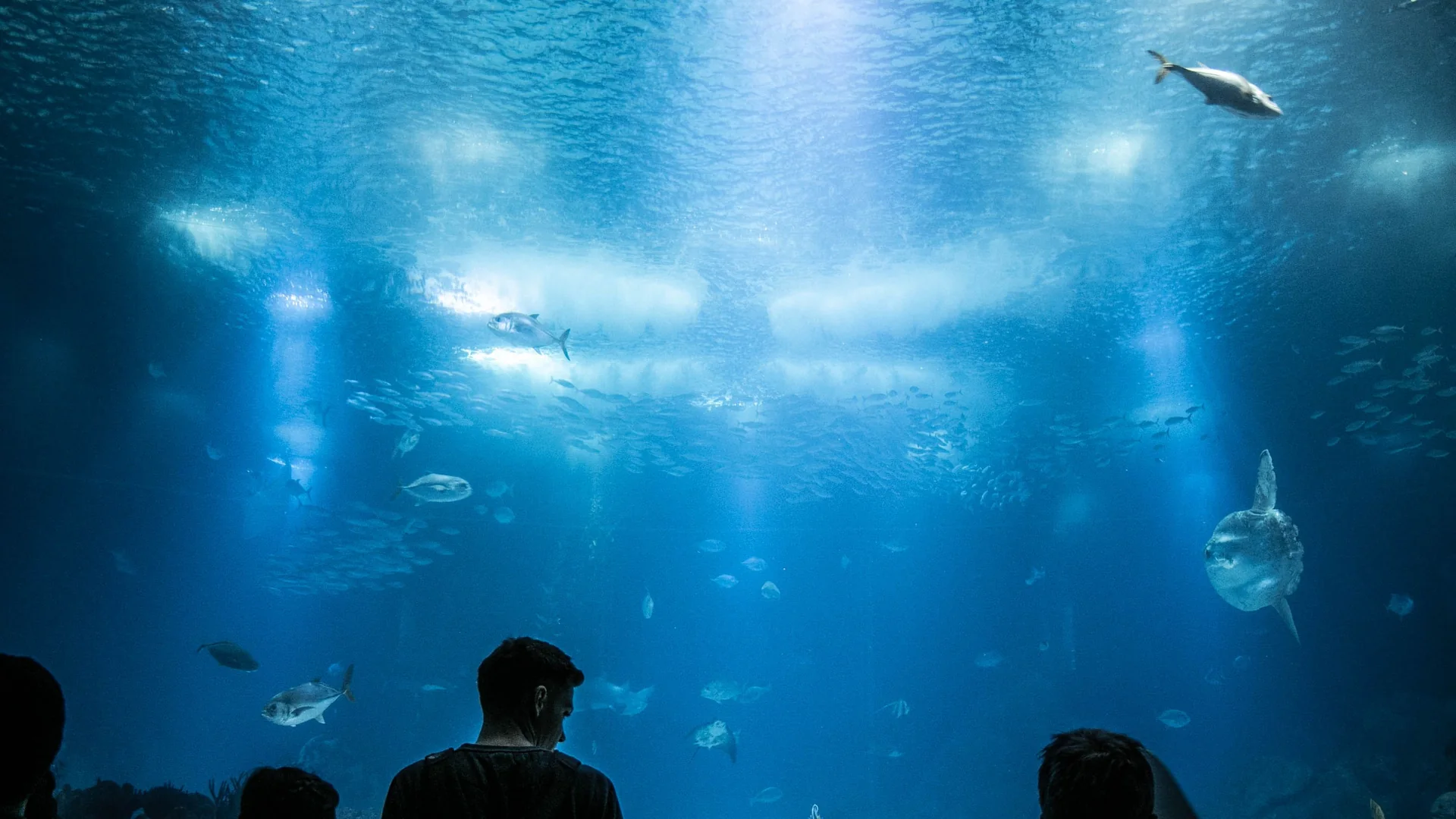 Visitors in silhouette at the window of the Oceanário de Lisboa's great central tank, an ocean sunfish and shoals of fish drifting through shafts of light