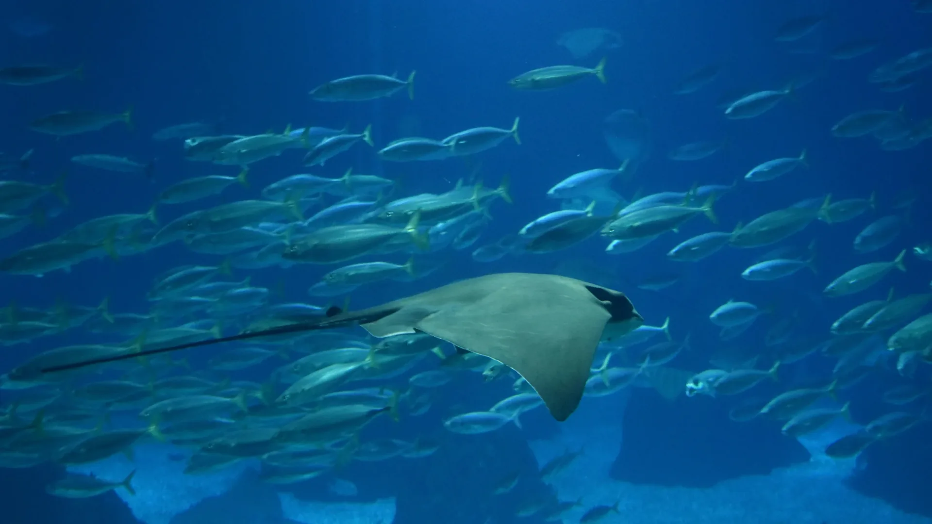 A ray gliding through a shoal of silver fish in the Oceanário de Lisboa's central ocean tank